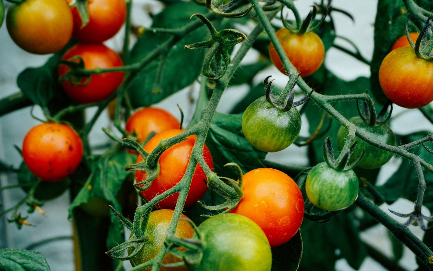 Tomatoes on a vine in garden
